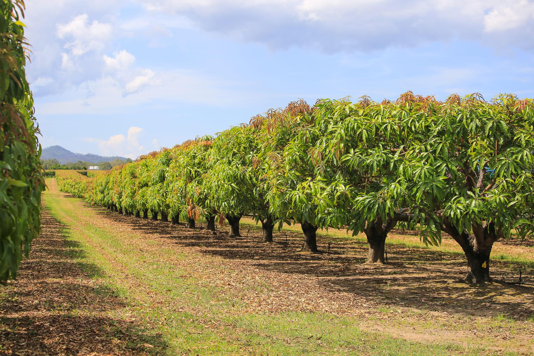 mango trees